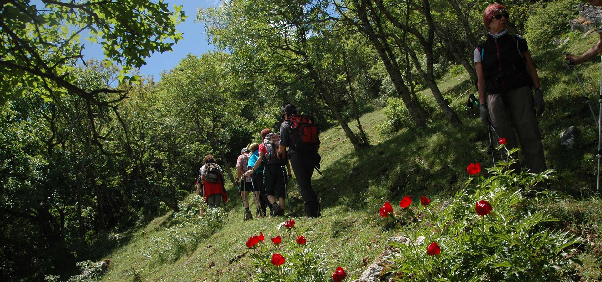Cammino Basiliano: escursionisti tra le peonie 